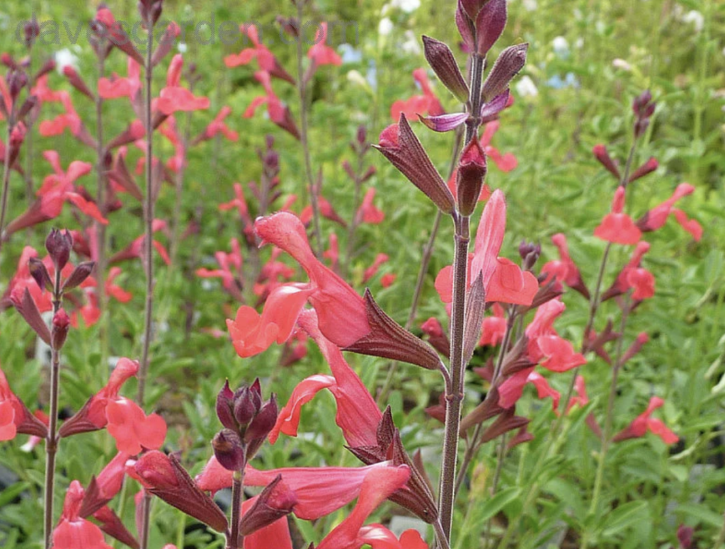 sage lipstil fragrant plant 